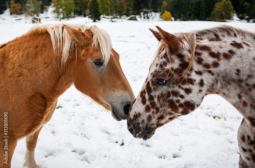 Appaloosa horse in the snow