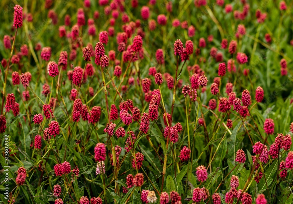 field of red tulips field of red tulips
