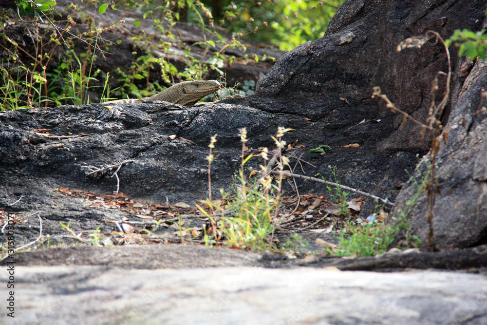 Monitor Lizard behind black rocks at the Yala National Park, Sri Lanka Monitor Lizard behind black rocks at the Yala National Park, Sri Lanka