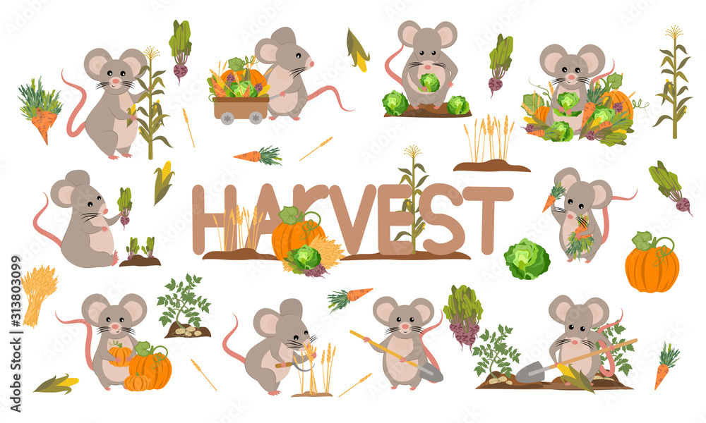 Fototapeta premium A set of cute mice harvest vegetables and cereals. Harvest cabbage, potatoes, carrots, beets, pumpkins, corn and wheat. Collection of mice and rats doing farming job. Vector illustration
