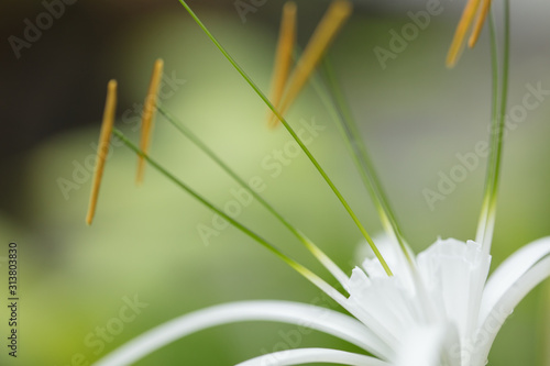 The most beautiful white flower Gimenokallis with narrow petals and high stamens with pollen photo