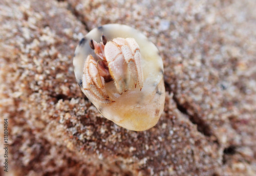 small crab in the shell