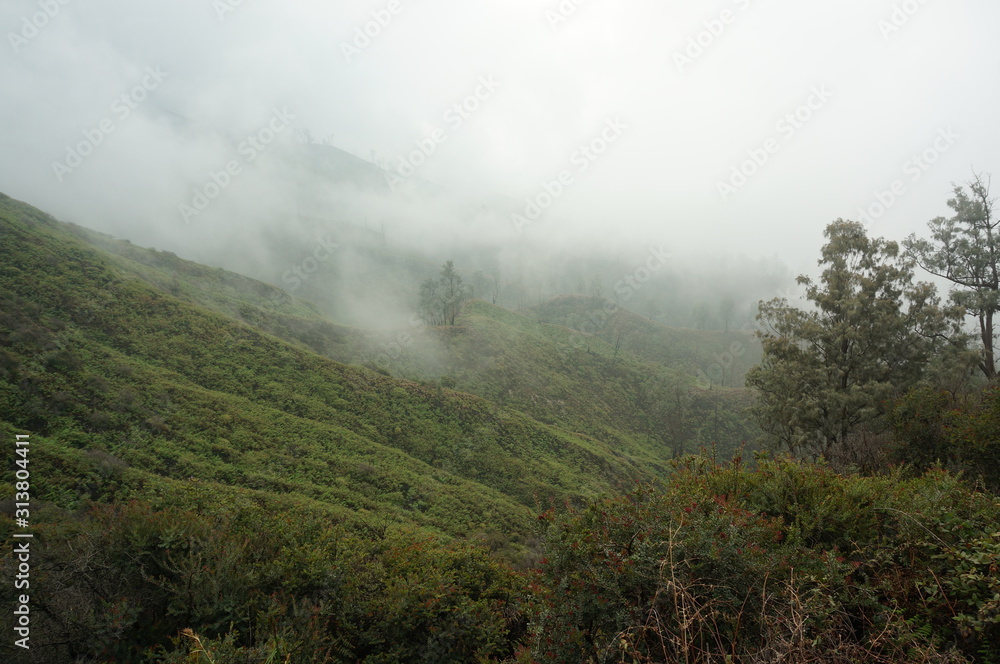 wilderness with the dominance of trees, grass and other plants in the mountains wilderness with the dominance of trees, grass and other plants in the mountains