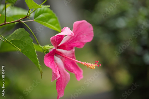 Red hibiscus. Very beautiful tropical flower a hibiscus with a long pestle