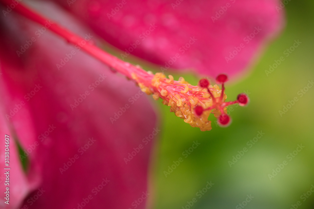 Red hibiscus. Very beautiful tropical flower a hibiscus with a long pestle Red hibiscus. Very beautiful tropical flower a hibiscus with a long pestle