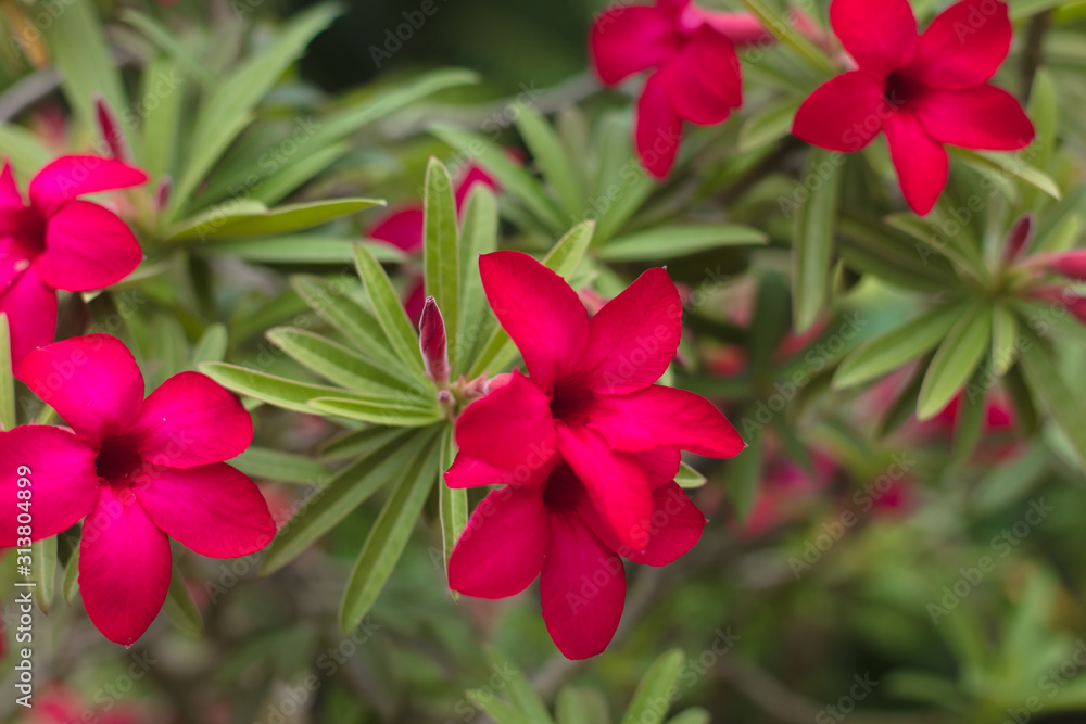 The beautiful red flower growing in tropical climate The beautiful red flower growing in tropical climate