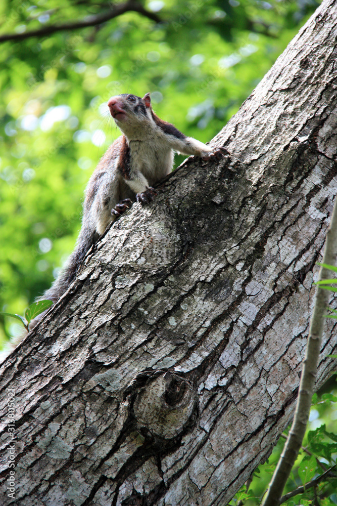 Gray-Brownish Grizzled Giant Squirrel on a tree in Sigiriya, Sri Lanka Gray-Brownish Grizzled Giant Squirrel on a tree in Sigiriya, Sri Lanka