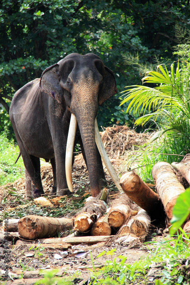 A male Sri Lankan elephant with long tusks used as a working animal in  Pinnawala, Sri Lanka Stock Photo | Adobe Stock