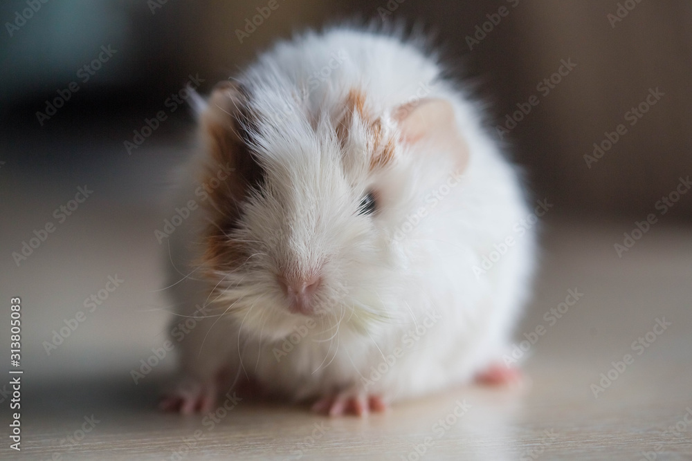 white little fluffy guinea pig white little fluffy guinea pig