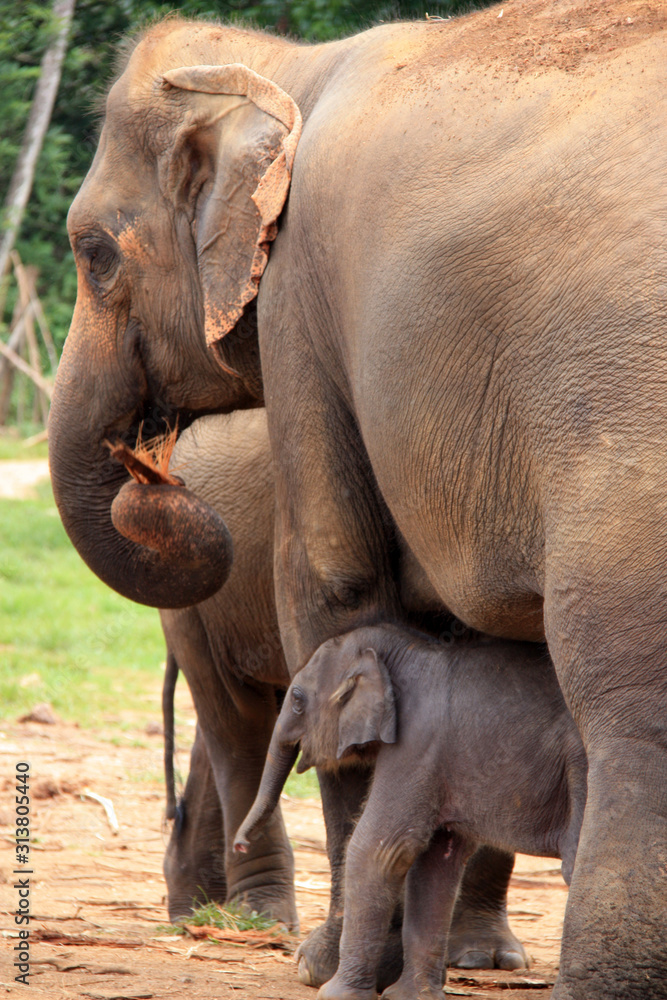 Fototapeta premium Mother elephant protecting and guarding her calf in Pinnawala, Sri Lanka