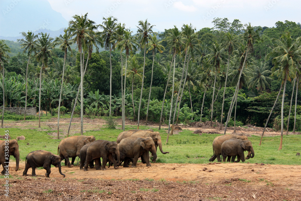 A herd of Asian elephants ambling from left to right with coconut palm trees in the background A herd of Asian elephants ambling from left to right with coconut palm trees in the background