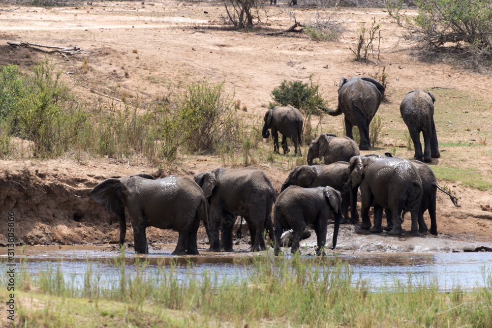 Obraz premium Słoń afrykański, loxodonta africana, słoń afrykański, Park Narodowy Krugera, RPA