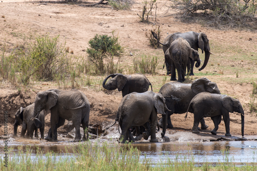 Eléphant d'Afrique, loxodonta africana, African elephant, Parc national Kruger, Afrique du Sud Eléphant d'Afrique, loxodonta africana, African elephant, Parc national Kruger, Afrique du Sud