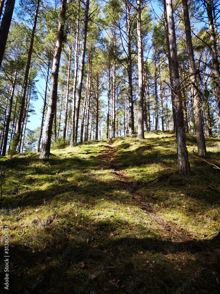 Obraz premium Mystical forest