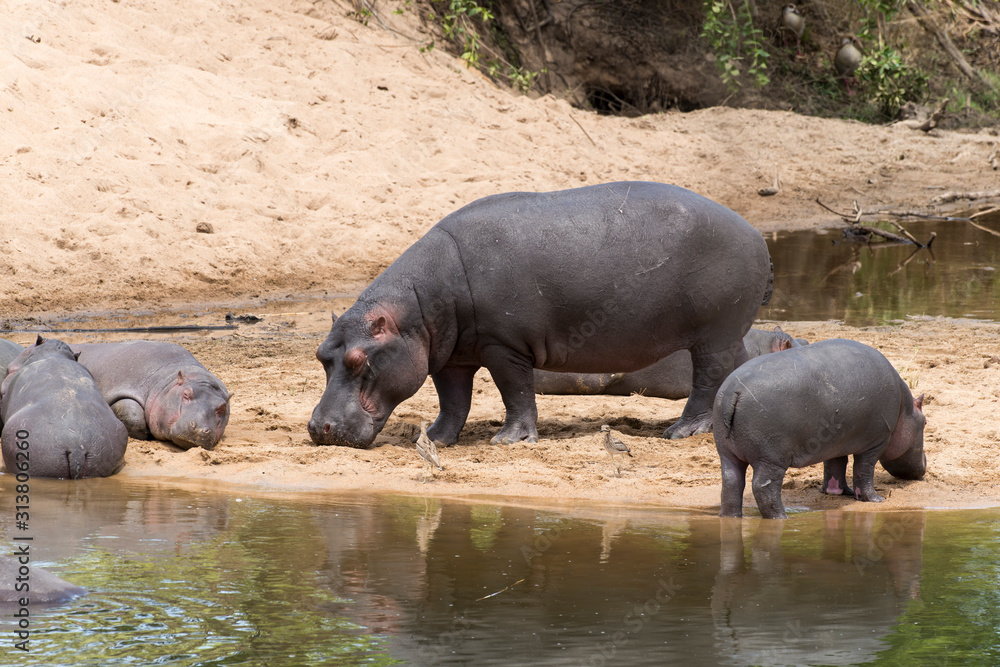 Fototapeta premium Hippopotame, Hippopotamus amphibius, Afrique du Sud