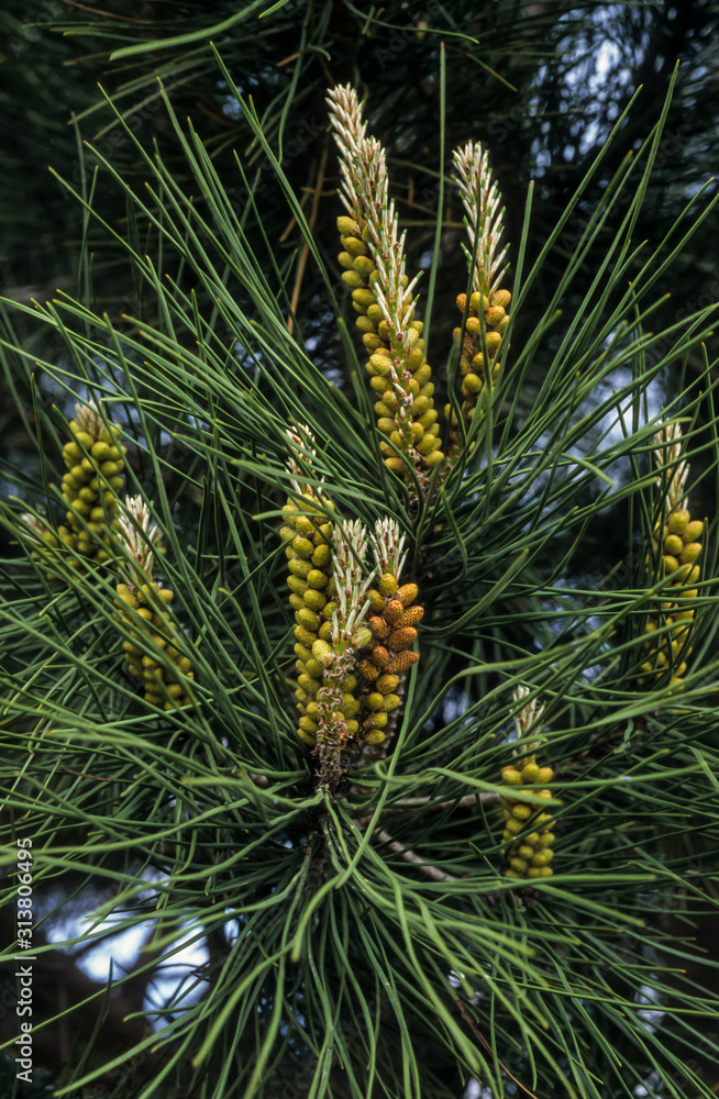 Pin noir d'Autriche, pinus nigra Pin noir d'Autriche, pinus nigra