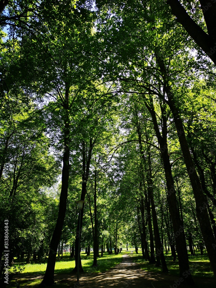 Obraz premium Mystical Park