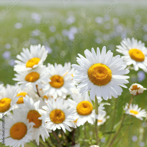 bouquet of spring daisies on a field background. beautiful wildflowers