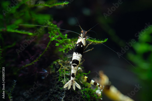 Black crystal pet shrimp clinging to branch of aquatic moss in freshwater home aquarium © Andrej