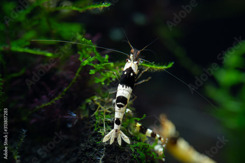 Black crystal pet shrimp clinging to branch of aquatic moss in freshwater home aquarium photo