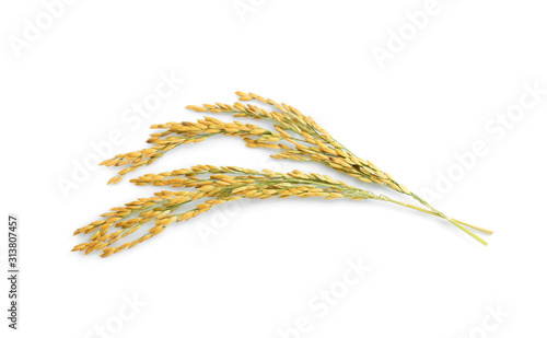yellow paddy rice isolated on white background