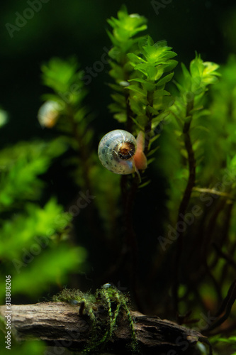 Baby ramshorn snail climbing down aquatic plant in freshwater home aquarium