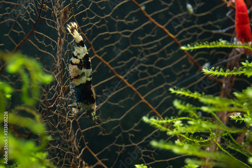 Ornamental pet shrimp standing on leaf skeleton in freshwater aquarium photo