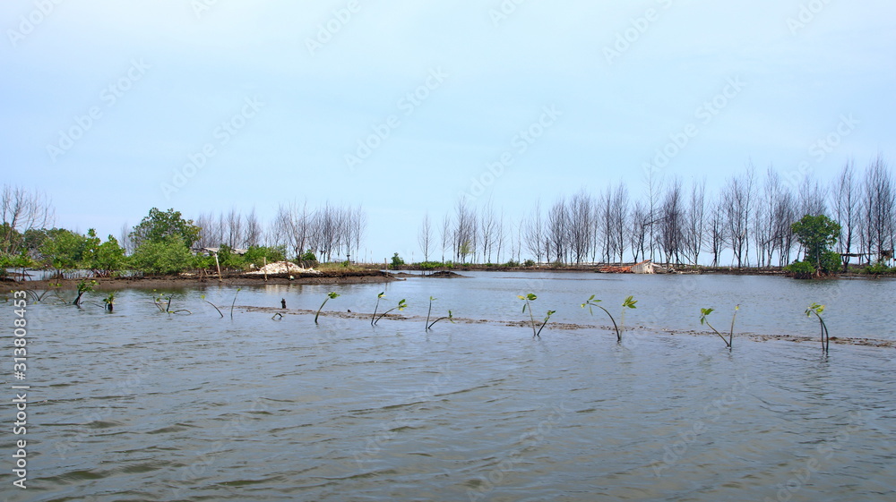 The beauty of the mangrove forest park, there are newly planted there are already growing thick