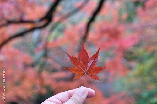 Red Maple Leave with colorful background