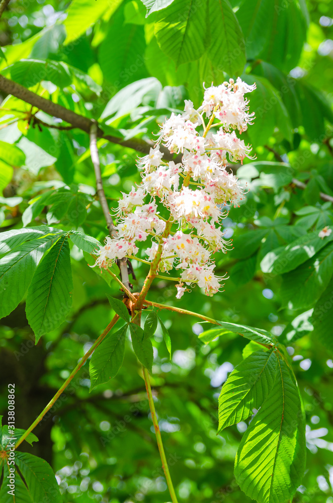 Photo flowering tree chestnut. Texture background of chestnut flowers on a tree branch. Photo flowering tree chestnut. Texture background of chestnut flowers on a tree branch.