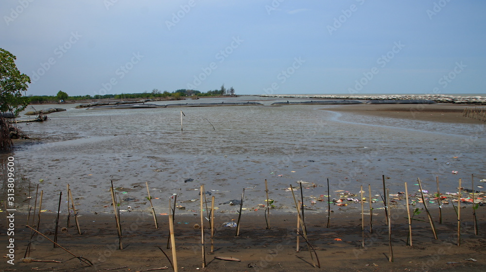 The beauty of the mangrove forest park, there are newly planted there are already growing thick