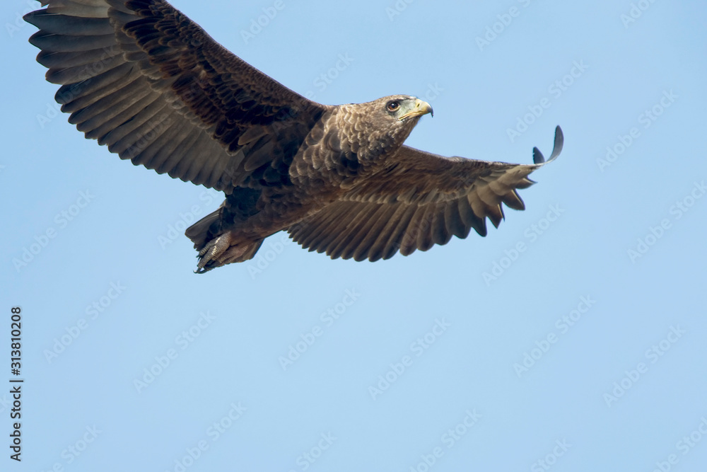 Obraz premium Bateleur (Terathopius ecaudatus), juvenile flying low, Maasai Mara, Kenya.