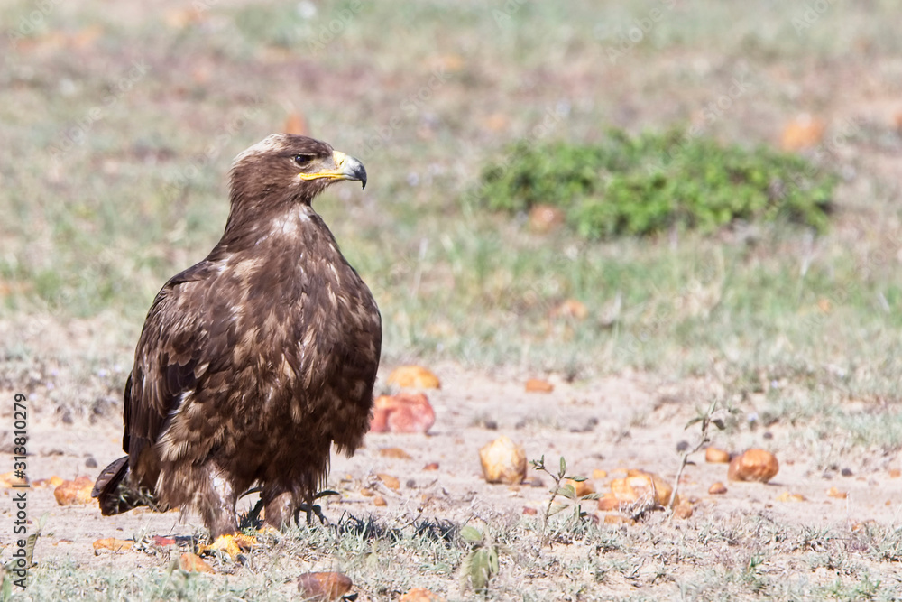 Fototapeta premium Tawny Eagle (Aquila rapax), a dark individual on the ground, Maasai Mara, Kenya.