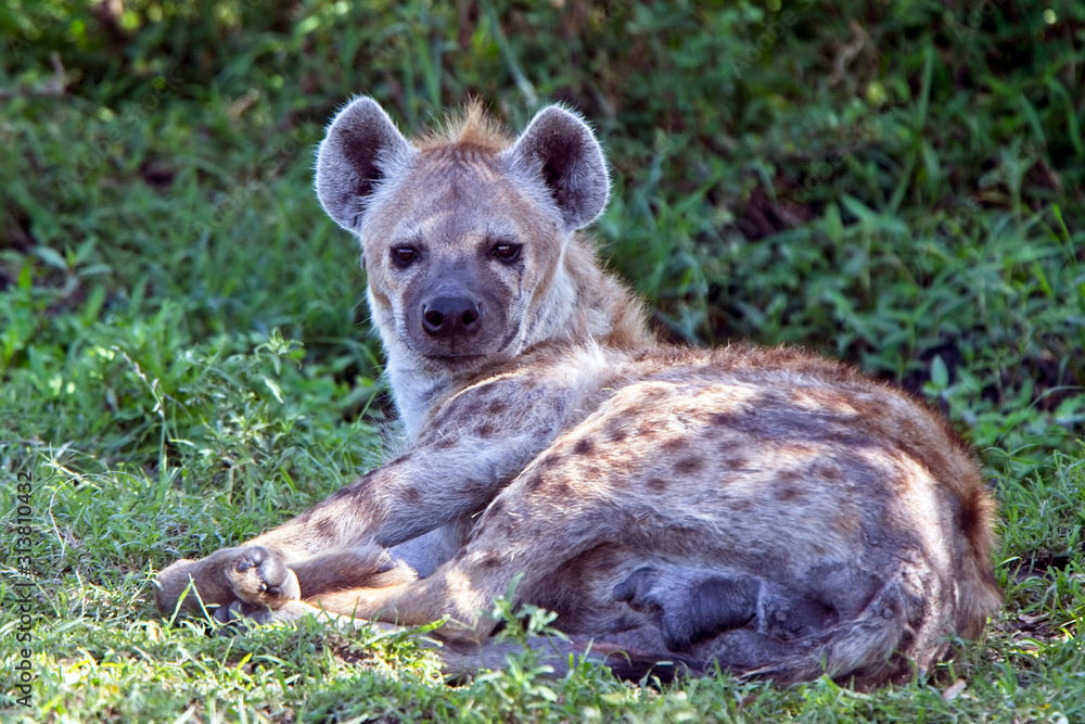 Spotted Hyena (Crocuta crocuta), resting in the shade, but watching, Maasai Mara, Kenya. Spotted Hyena (Crocuta crocuta), resting in the shade, but watching, Maasai Mara, Kenya.