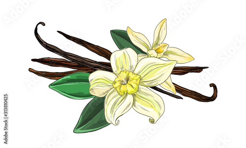 Vanilla beans with flowers and leaves, full color 