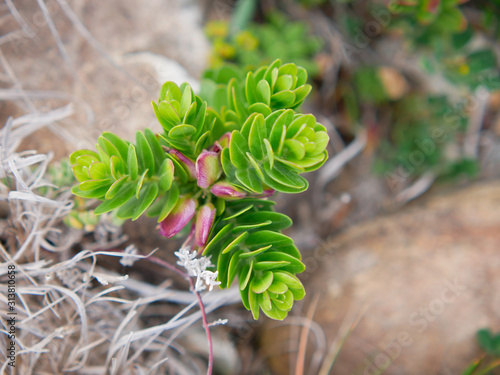 vynbos vetplant photo