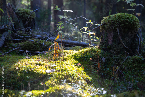 the forest sunlight