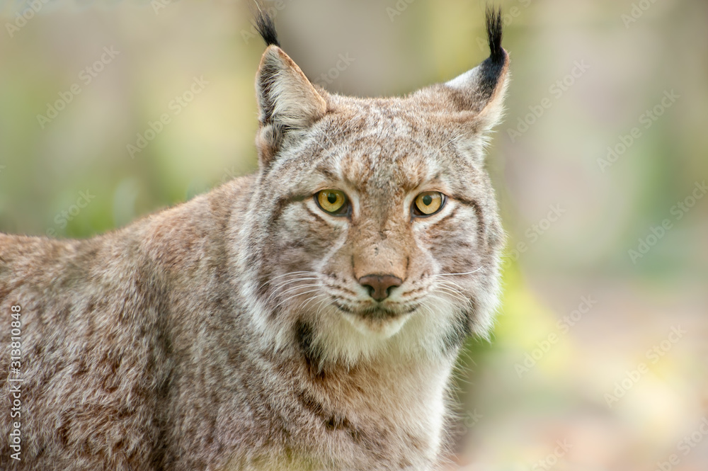 Obraz premium Głowę Lynx patrząc w kamerę