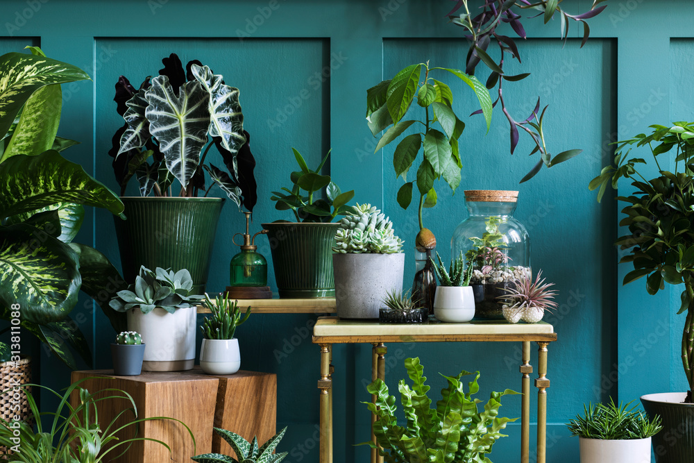 Stylish composition of home garden interior filled a lot of beautiful  plants, cacti, succulents, air plant in different design pots. Green wall  paneling. Template. Home gardening concept Home jungle. Stock Photo
