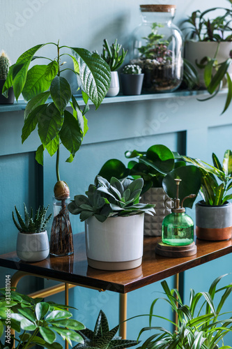 Stylish living room interior filled a lot of beautiful plants in different design pots on the brown retro shelf. Composition of home garden jungle. Modern home decor. Floral concept. Template. 