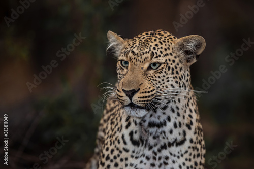 Leopard female portrait in Sabi Sands Game Reserve in the Greater Kruger Region in South Africa © henk bogaard