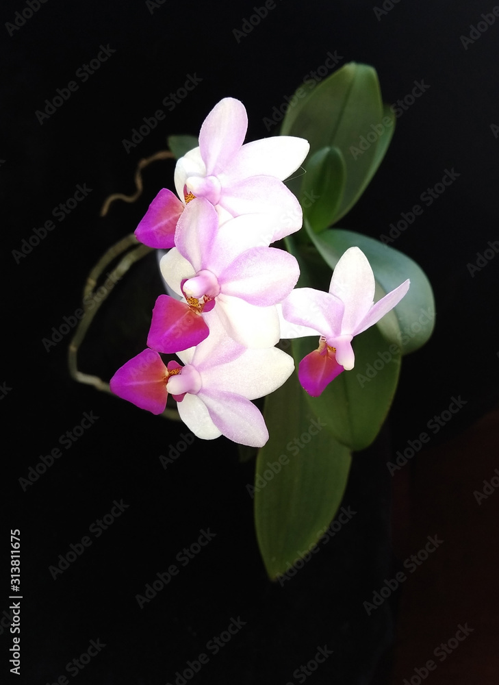 beautiful orchid blooming beautiful orchid blooming