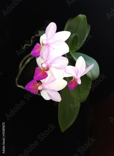 Fototapeta Naklejka Na Ścianę i Meble -  beautiful orchid blooming