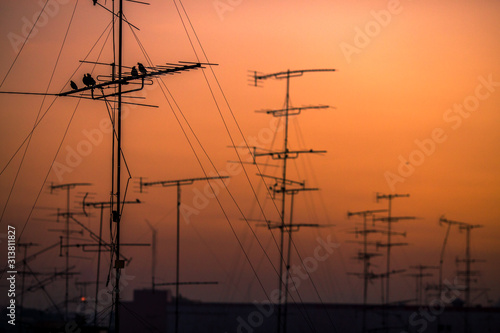A blurred abstract background of a multitude of birds flying or clinging to an electric pole, television signal, telephone in the evening community with the twilight of the evening sky during the day