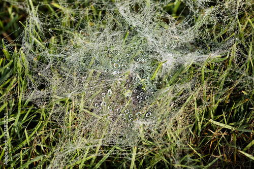 Large rain drops reflecting on cobweb entangled in grass 