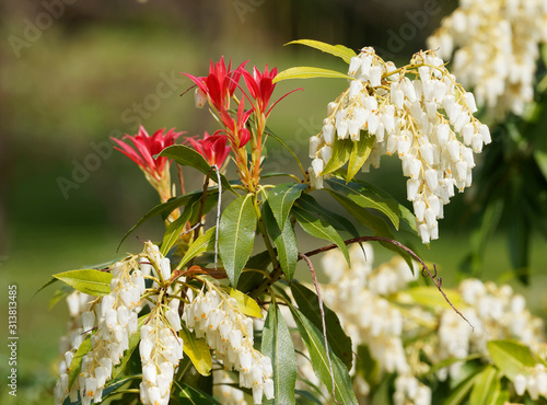 Fotografiet (Pieris japonica) Japanese andromeda or Japanese pieris, beauty shrub with delig