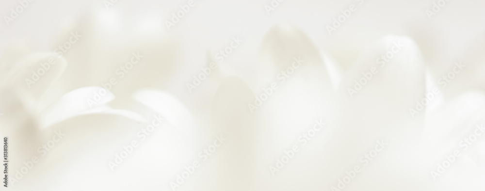Abstract floral background, white chrysanthemum flower petals. Macro flowers backdrop for holiday brand design Abstract floral background, white chrysanthemum flower petals. Macro flowers backdrop for holiday brand design