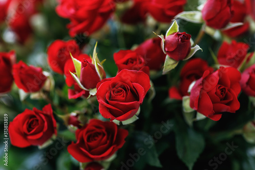 Close-up of small red roses photo