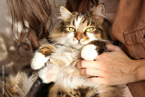 Foto Portrait of cute domestic cat with green eyes lying with owner at home
