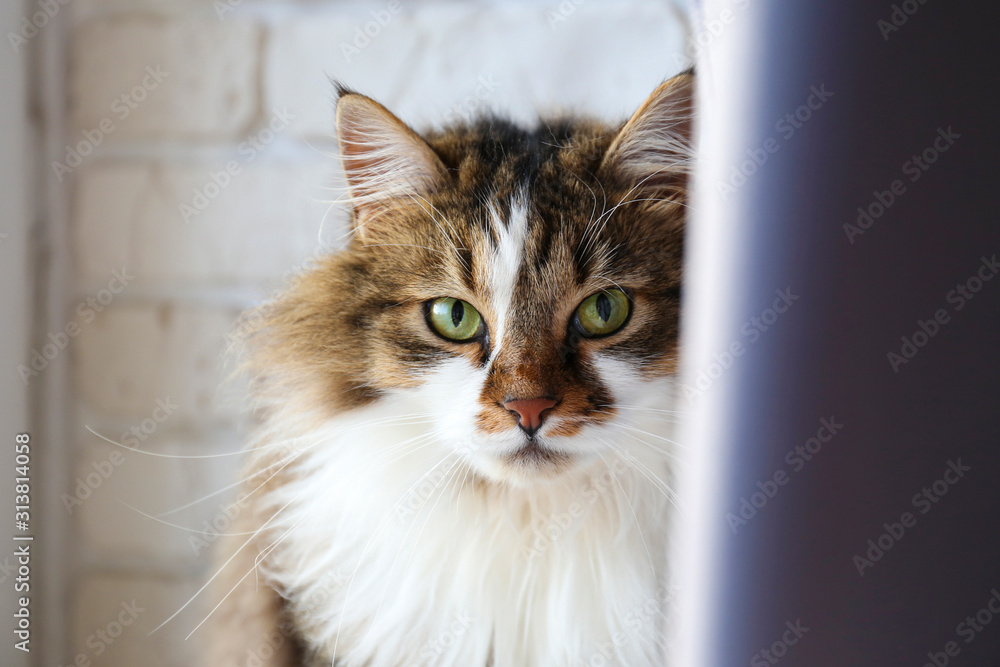 Portrait of cute siberian cat with green eyes by the window. Soft fluffy purebred straight-eared long hair kitty. Copy space, close up, background. Adorable domestic pet concept.